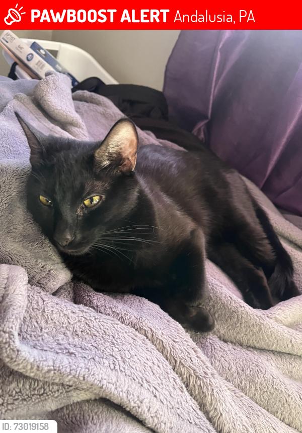 Lost Female Cat last seen Near Bristol pike , Andalusia, PA 19020