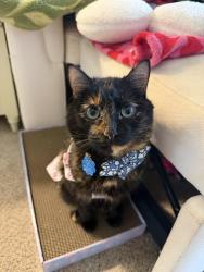 Reunited Female Cat last seen Behind Ft.Lewis Commissary, Fort Lewis, WA 98433