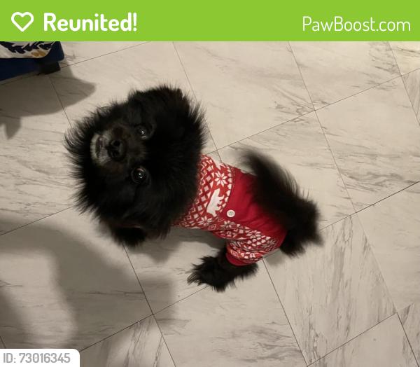Reunited Male Dog last seen River avenue , The Bronx, NY 10452