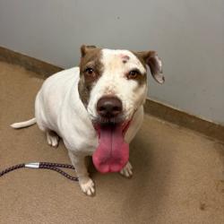 Shelter Stray Female Dog last seen , 4500 N Access Rd, Chattanooga, TN 37415, USA