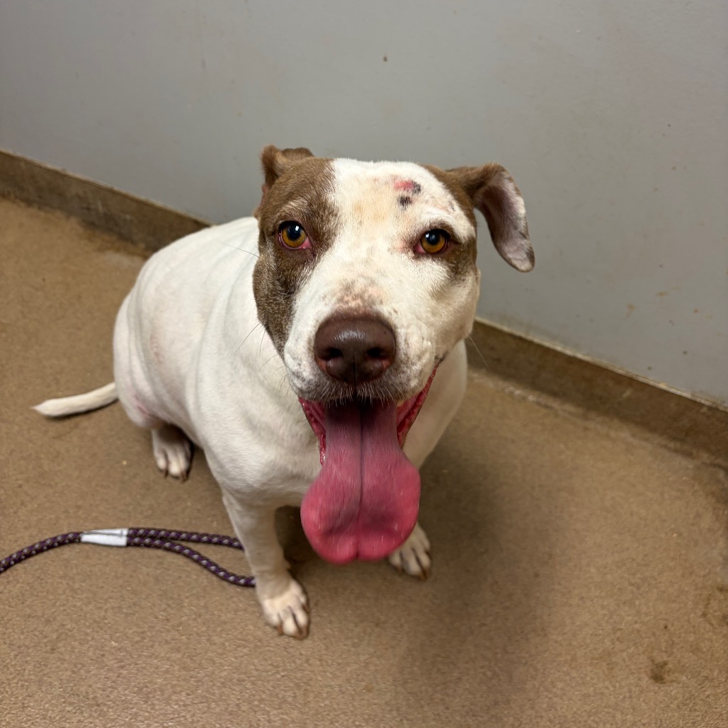 Shelter Stray Female Dog last seen , 4500 N Access Rd, Chattanooga, TN 37415, USA