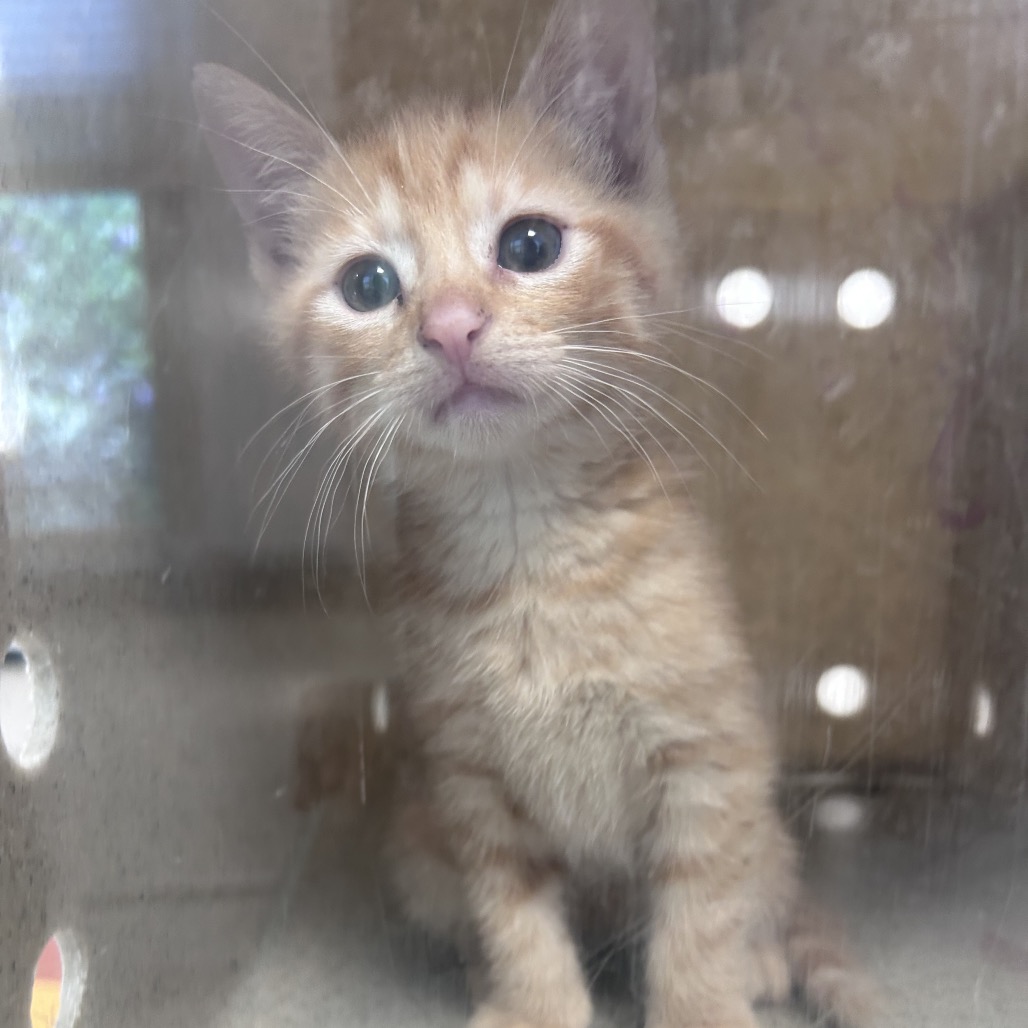 Shelter Stray Female Cat last seen , Animal Care & Control Team of Philly, 111 W Hunting Park Ave, Philadelphia, PA 19140, USA