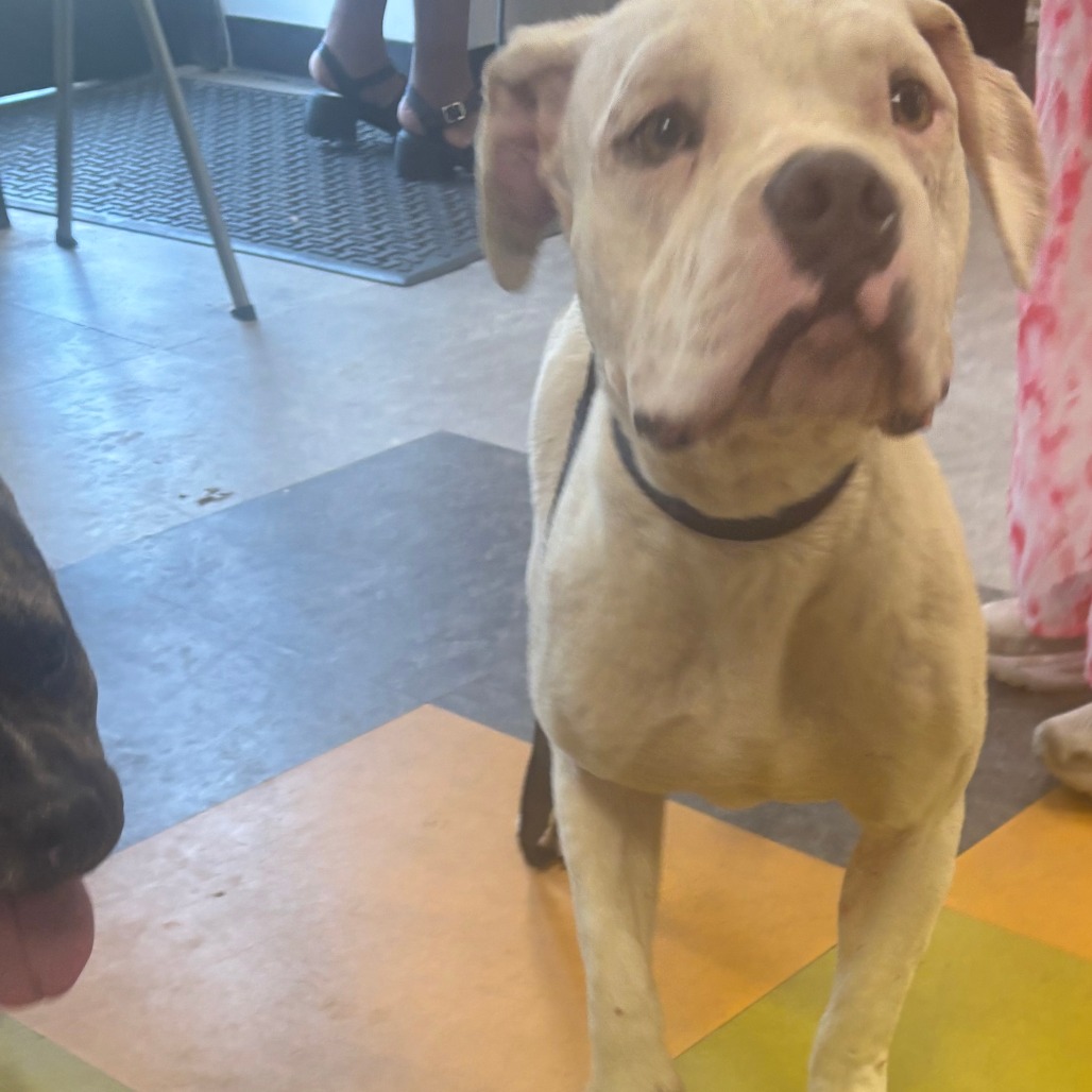 Shelter Stray Female Dog last seen , Animal Care & Control Team of Philly, 111 W Hunting Park Ave, Philadelphia, PA 19140, USA