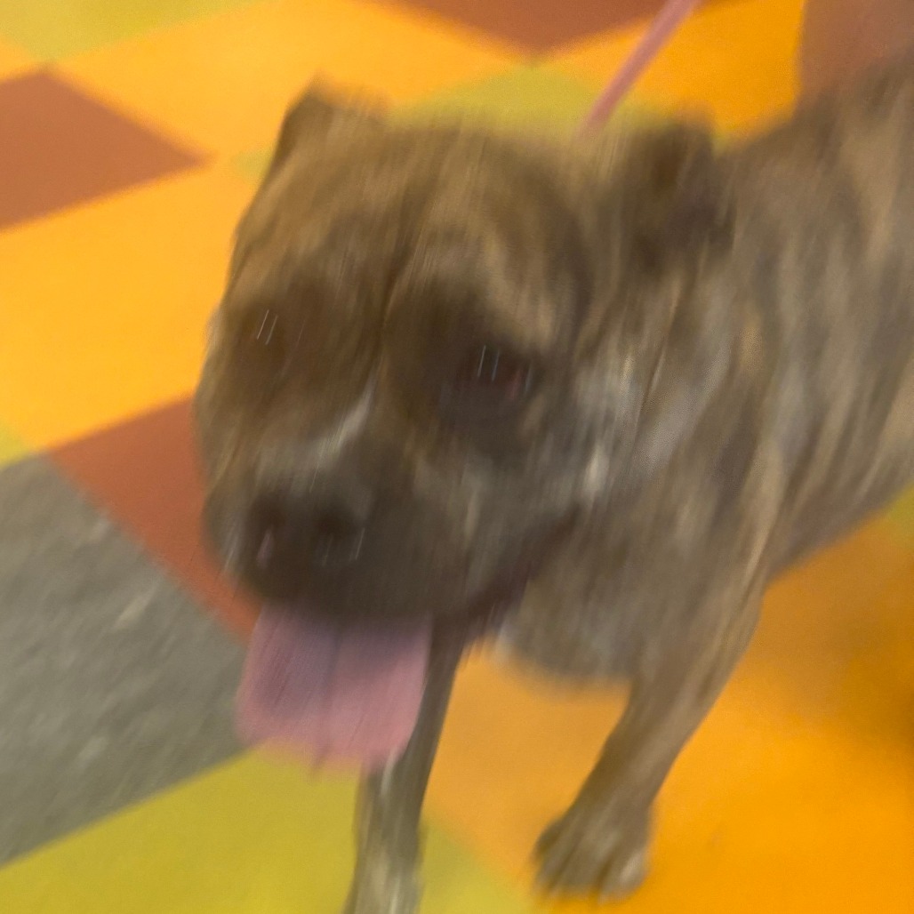 Shelter Stray Female Dog last seen , Animal Care & Control Team of Philly, 111 W Hunting Park Ave, Philadelphia, PA 19140, USA
