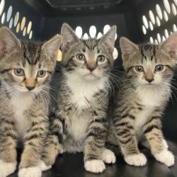 Shelter Stray Male Cat last seen , Animal Care & Control Team of Philly, 111 W Hunting Park Ave, Philadelphia, PA 19140, USA