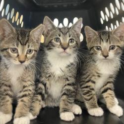 Shelter Stray Male Cat last seen , Animal Care & Control Team of Philly, 111 W Hunting Park Ave, Philadelphia, PA 19140, USA