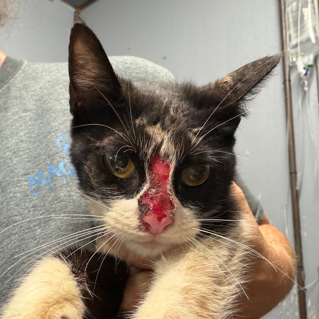 Shelter Stray Female Cat last seen , 141 Canna Ln, Lake Jackson, TX 77566, USA