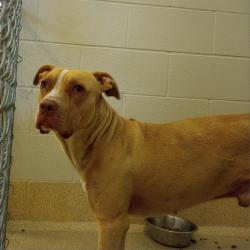 Shelter Stray Male Dog last seen , 54687 Co Rd 19, Bristol, IN 46507, USA