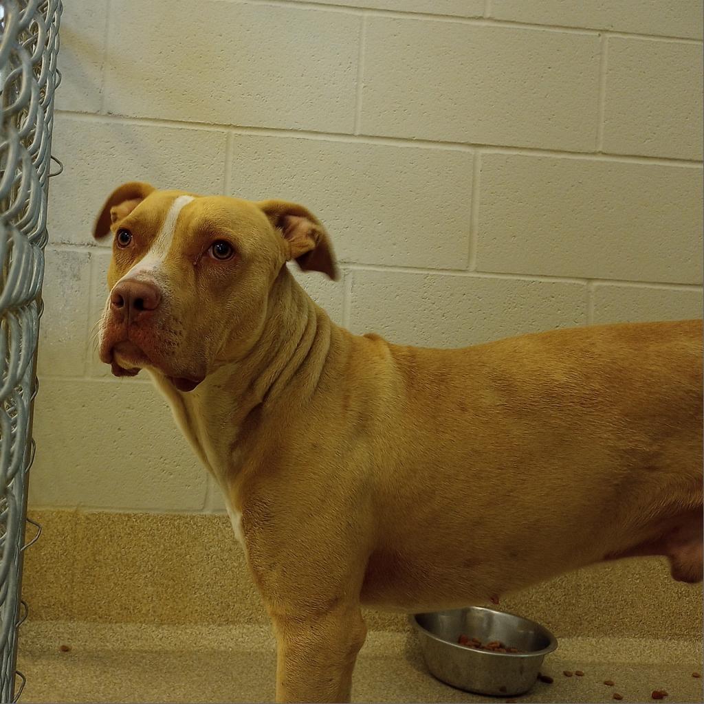 Shelter Stray Male Dog last seen , 54687 Co Rd 19, Bristol, IN 46507, USA