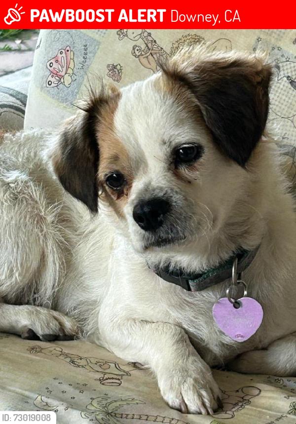 Lost Female Dog last seen Near Julius Ave & Adwin Street, Downey, CA 90241