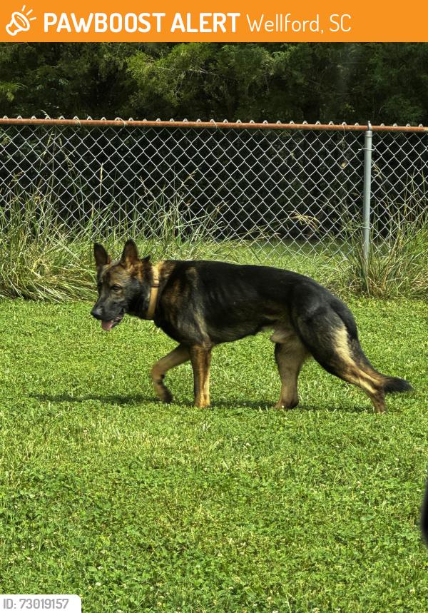 Found/Stray Male Dog last seen Waspnest rd and Morgan Rd Wellford, SC, Wellford, SC 29385