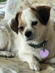 Lost Female Dog last seen Near Julius Ave & Adwin Street, Downey, CA 90241