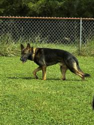 Found/Stray Male Dog last seen Waspnest rd and Morgan Rd Wellford, SC, Wellford, SC 29385