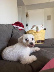 Lost Male Dog last seen Downey and gardendale , Paramount, CA 90723