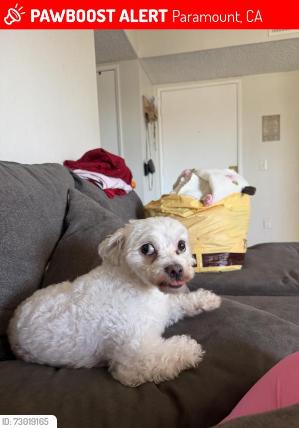 Lost Male Dog last seen Downey and gardendale , Paramount, CA 90723