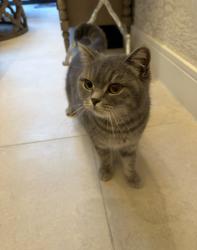 Reunited Female Cat last seen West Brompton Station, Waitrose Fulham, Greater London, England SW6 1DQ