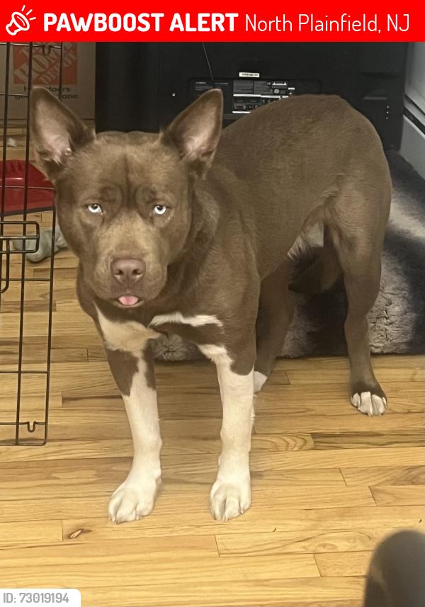 Lost Female Dog last seen West end ave, rt 22, North Plainfield, NJ 07063