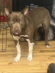 Lost Female Dog last seen West end ave, rt 22, North Plainfield, NJ 07063