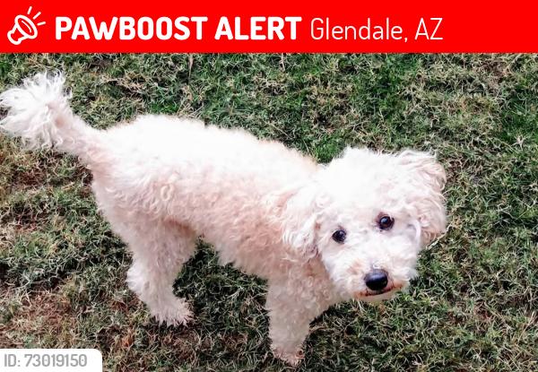Lost Male Dog last seen 45th ave and Peoria, Glendale, AZ 85302