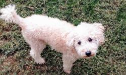 Lost Male Dog last seen 45th ave and Peoria, Glendale, AZ 85302