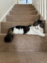 Lost Male Cat last seen Pintail Way, Maidenhead, Berkshire, England SL6 8FT