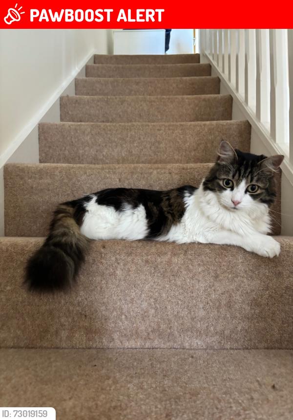 Lost Male Cat last seen Pintail Way, Maidenhead, Berkshire, England SL6 8FT