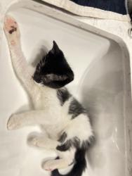 Found/Stray Female Cat last seen Elgin ave nw, water works park, Canton, OH 44703