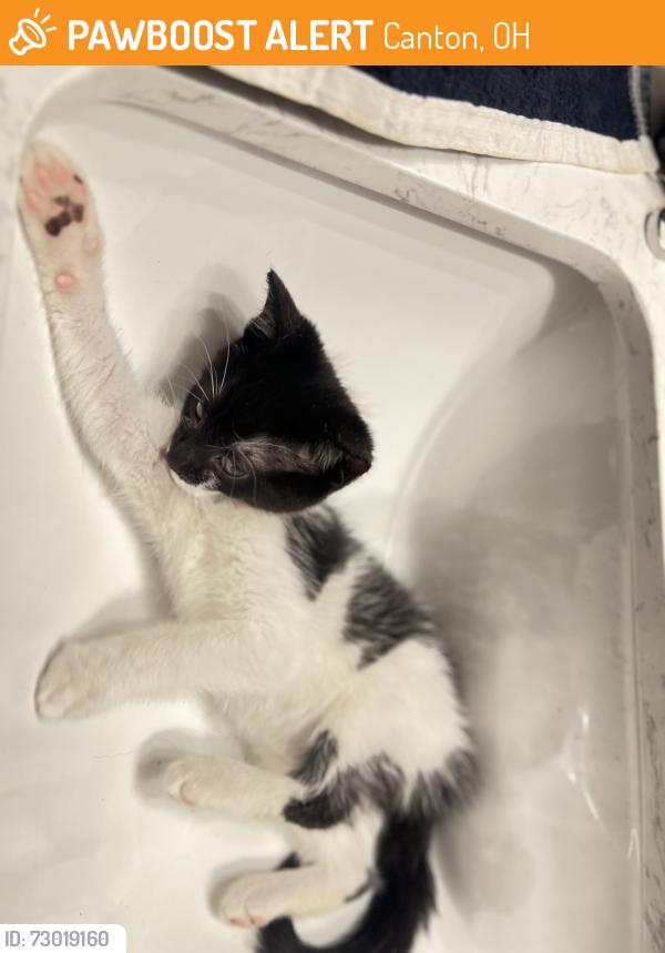 Found/Stray Female Cat last seen Elgin ave nw, water works park, Canton, OH 44703