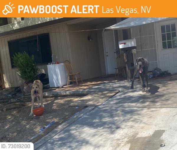 Found/Stray Female Dog last seen Antelope & Ten Oaks, Las Vegas, NV 89145