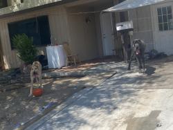 Found/Stray Female Dog last seen Antelope & Ten Oaks, Las Vegas, NV 89145