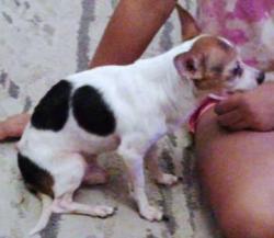 Found/Stray Male Dog last seen apmt complex, Aloha, OR 97007
