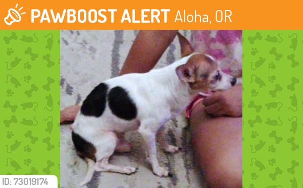 Found/Stray Male Dog last seen apmt complex, Aloha, OR 97007