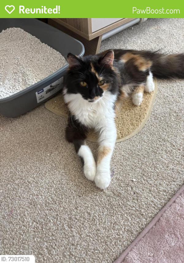 Reunited Female Cat last seen Shay lane , Crofton, England WF4 1NY