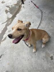 Lost Female Dog last seen brockton , Riverside, CA 92506