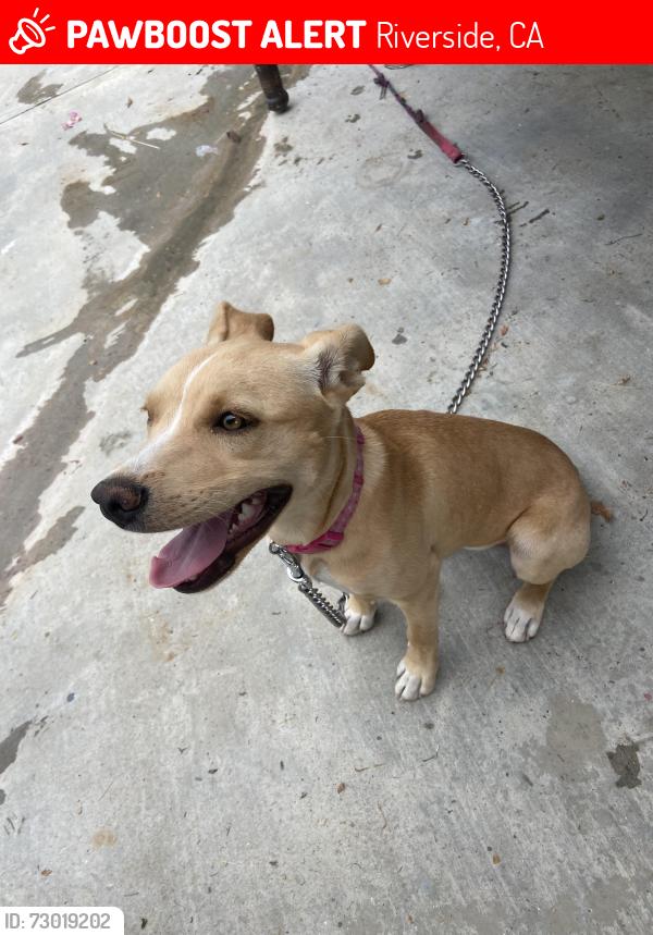 Lost Female Dog last seen brockton , Riverside, CA 92506