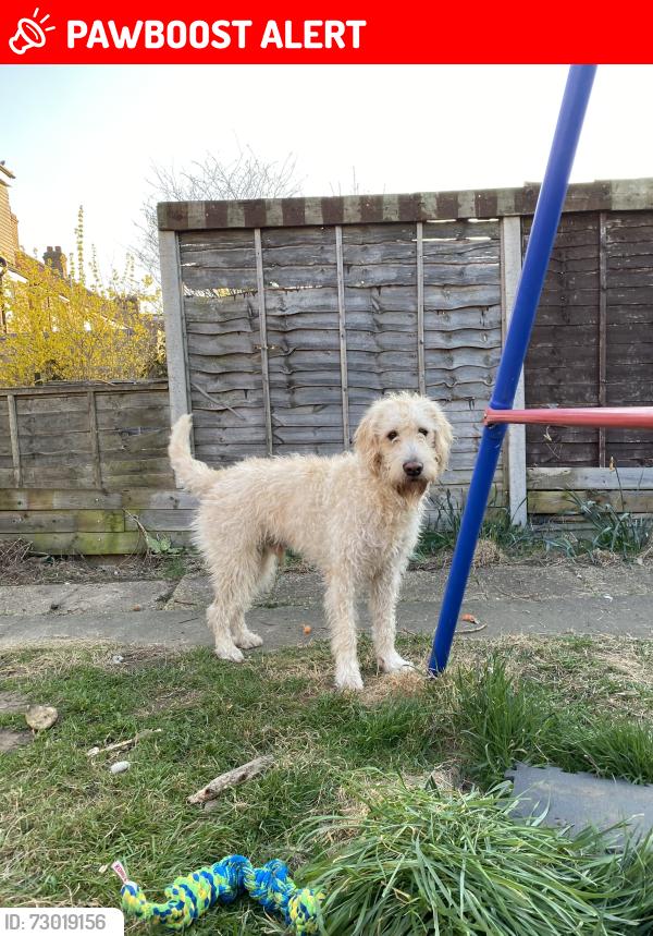 Lost Male Dog last seen Elephant and Castle right now but has been on Shakespeare road near the bar by the overground train bridge on Tuesday 16th June 2026 at 4pm( the people inside would know about the dog), Elephant and Castle, England 