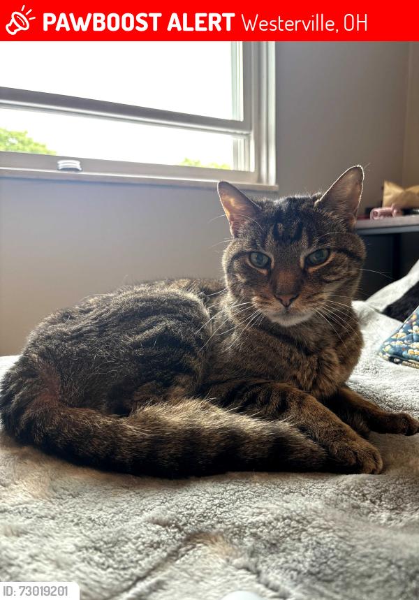 Lost Female Cat last seen Vanguard of Polaris, Westerville, OH 43081