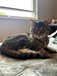 Lost Female Cat last seen Vanguard of Polaris, Westerville, OH 43081