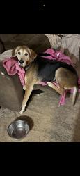Reunited Female Dog last seen Hardwicke Dr, Knoxville, TN 37923, USA, Knoxville, TN 37923