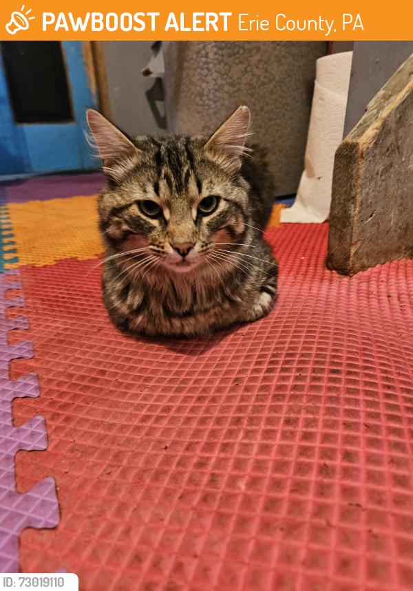 Found/Stray Male Cat last seen Griffey rd, Erie County, PA 16443