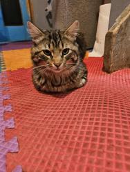 Found/Stray Male Cat last seen Griffey rd, Erie County, PA 16443