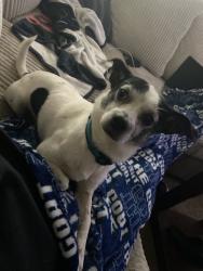 Lost Male Dog last seen Thousand Oaks and Wetmore, San Antonio, TX 78217