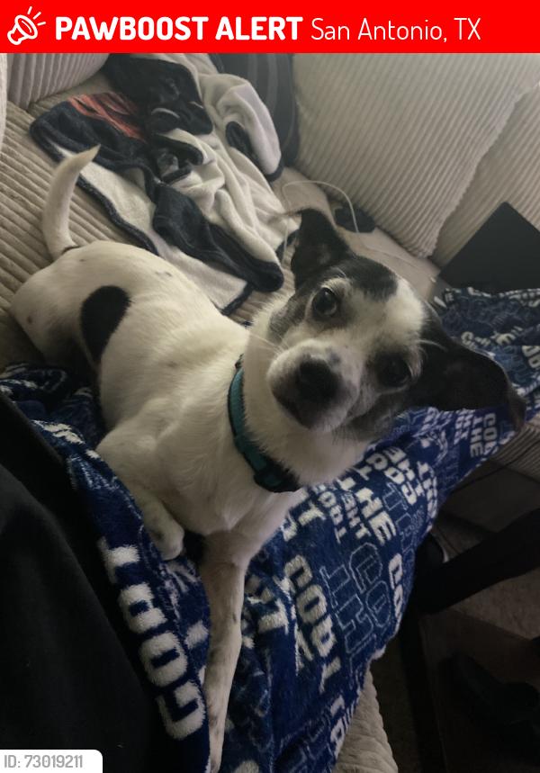 Lost Male Dog last seen Thousand Oaks and Wetmore, San Antonio, TX 78217