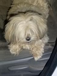 Lost Male Dog last seen The pink apmts, Phoenix, AZ 85031