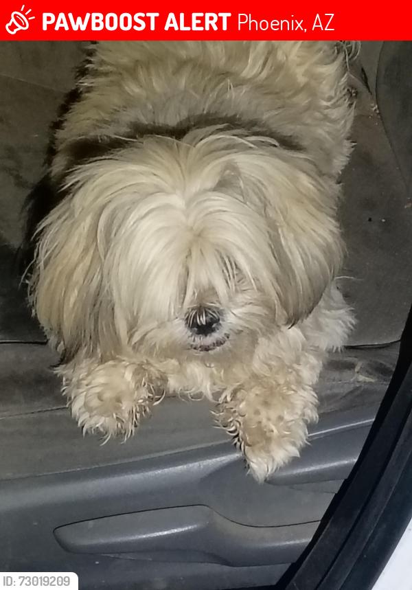 Lost Male Dog last seen The pink apmts, Phoenix, AZ 85031