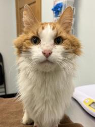 Shelter Stray Male Cat last seen , 593 Fairview Ave N, St Paul, MN 55104, USA