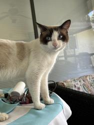 Lost Male Cat last seen 39Th st/white blvd, Naples, FL 34117