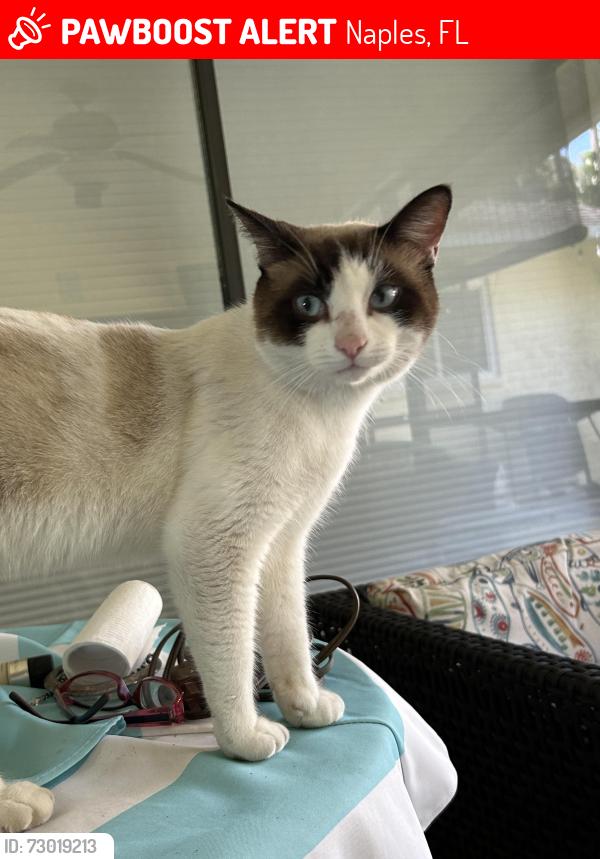 Lost Male Cat last seen 39Th st/white blvd, Naples, FL 34117