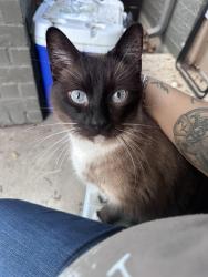 Found/Stray Unknown Cat last seen Near & NW Crossroads, San Antonio, TX 78238