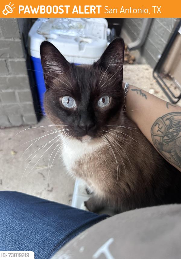 Found/Stray Unknown Cat last seen Near & NW Crossroads, San Antonio, TX 78238